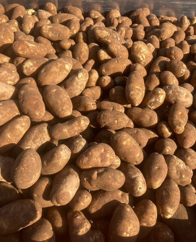 A lot of potatoes on a harvest line.